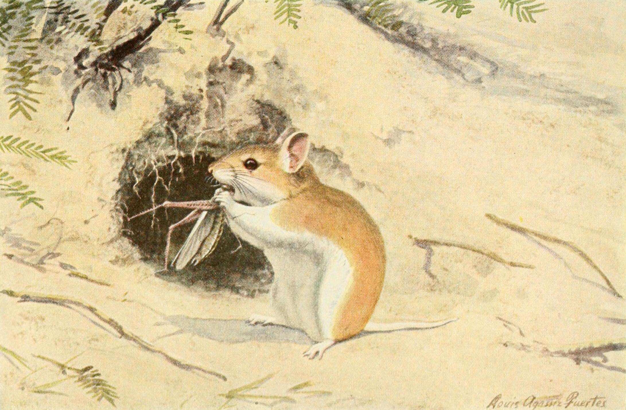 Image de Onychomys leucogaster (Wied-Neuwied 1841)