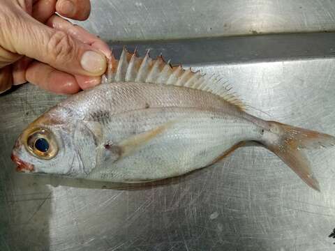 Image of Blackspot Seabream