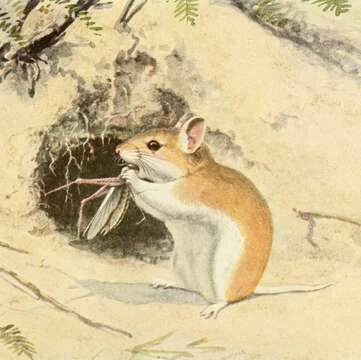 Image of Northern Grasshopper Mouse