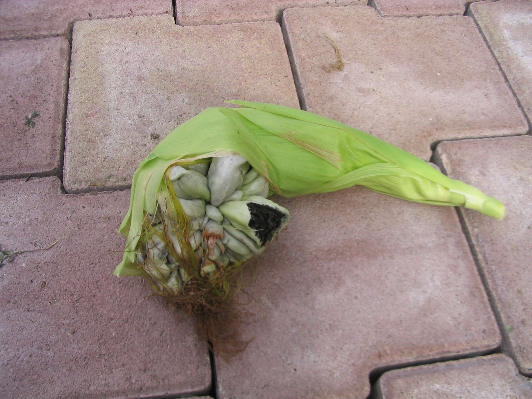 Image of corn smut