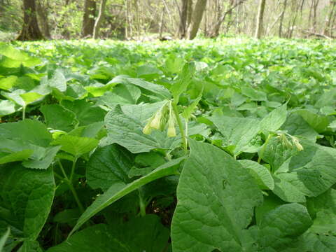 Image of Symphytum cordatum Waldst. & Kit.