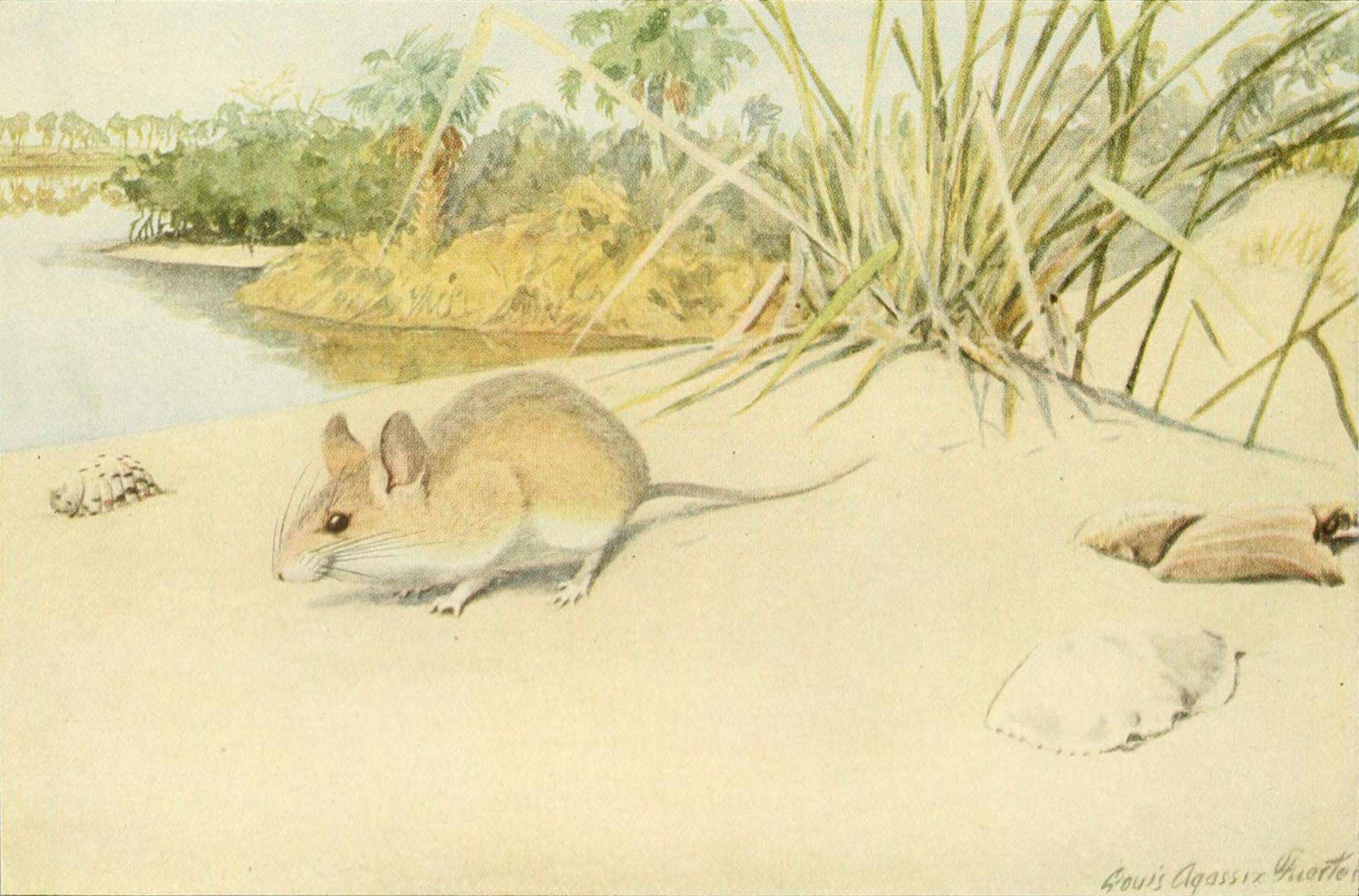 Image of Beach Mouse