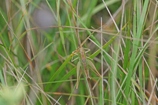 Image of two-coloured bush-cricket