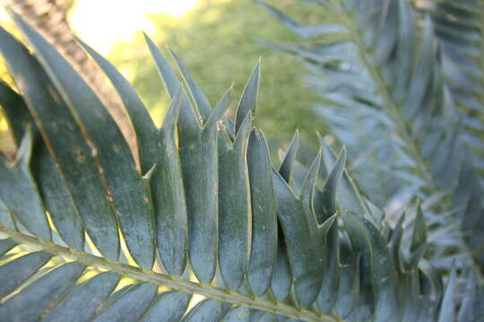 Image of Eastern Cape Blue Cycad