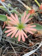 Image of Klamath Mountain catchfly