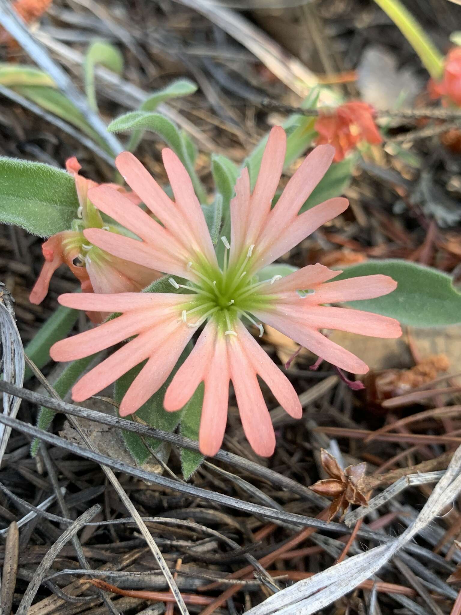 Image of Klamath Mountain catchfly