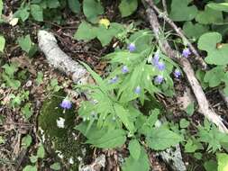 Image of small bonny bellflower