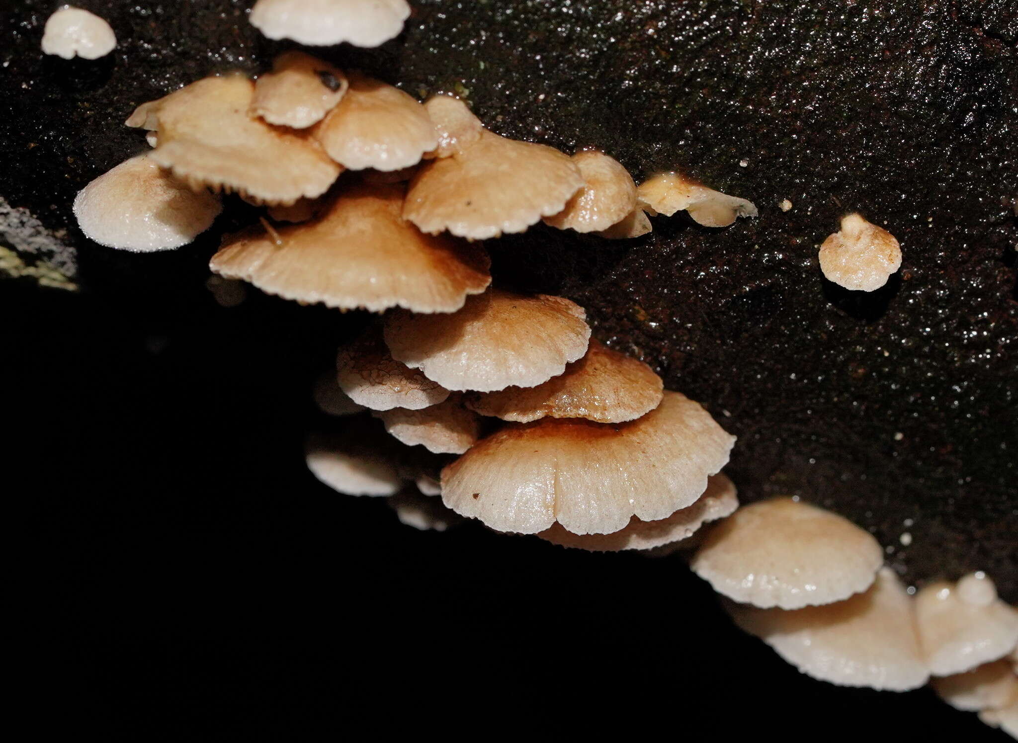 Image of Crepidotus variabilis (Pers.) P. Kumm. 1871