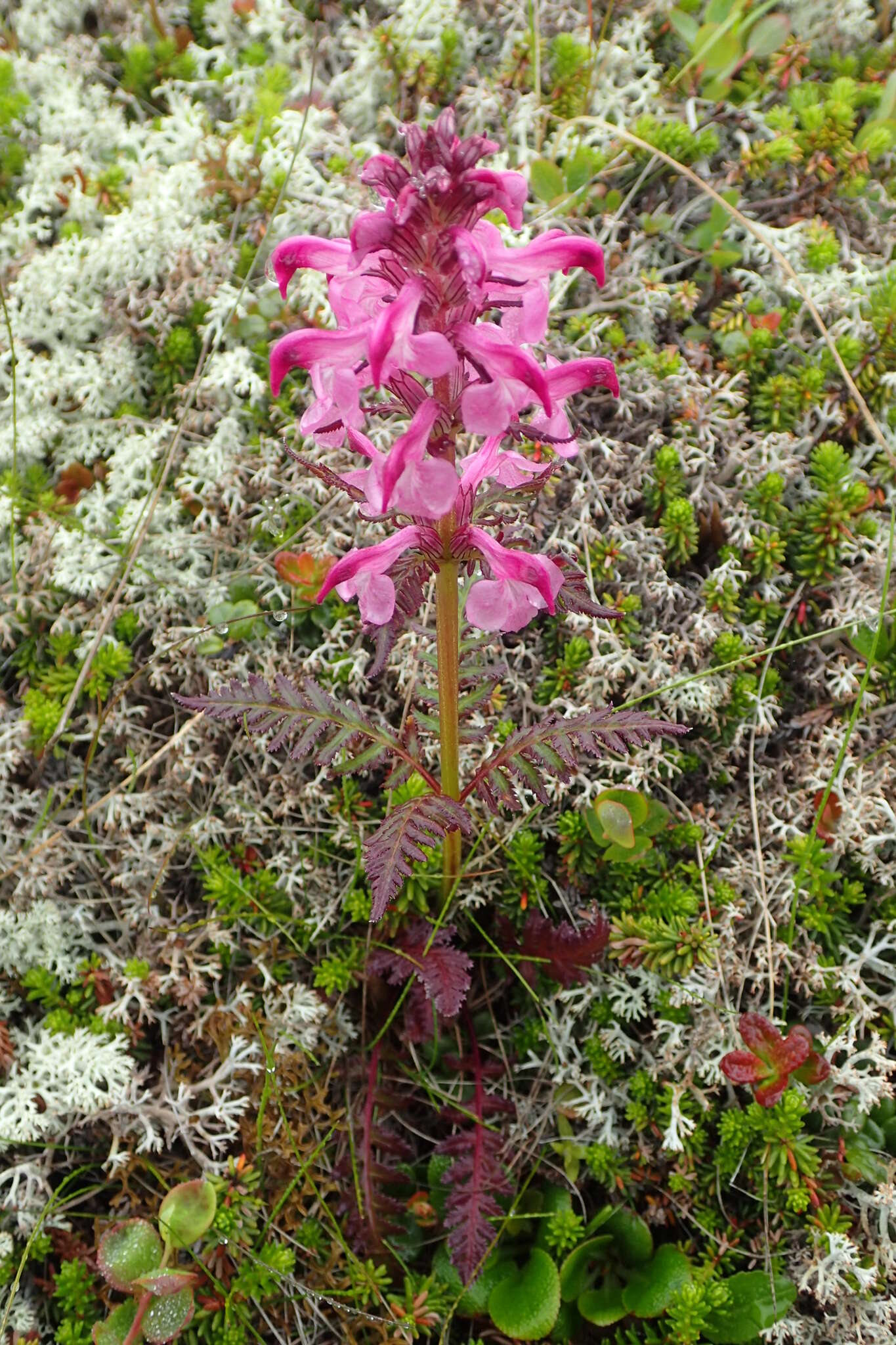 Слика од Pedicularis chamissonis Stev.