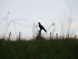 Image of Wedge-tailed Eagle