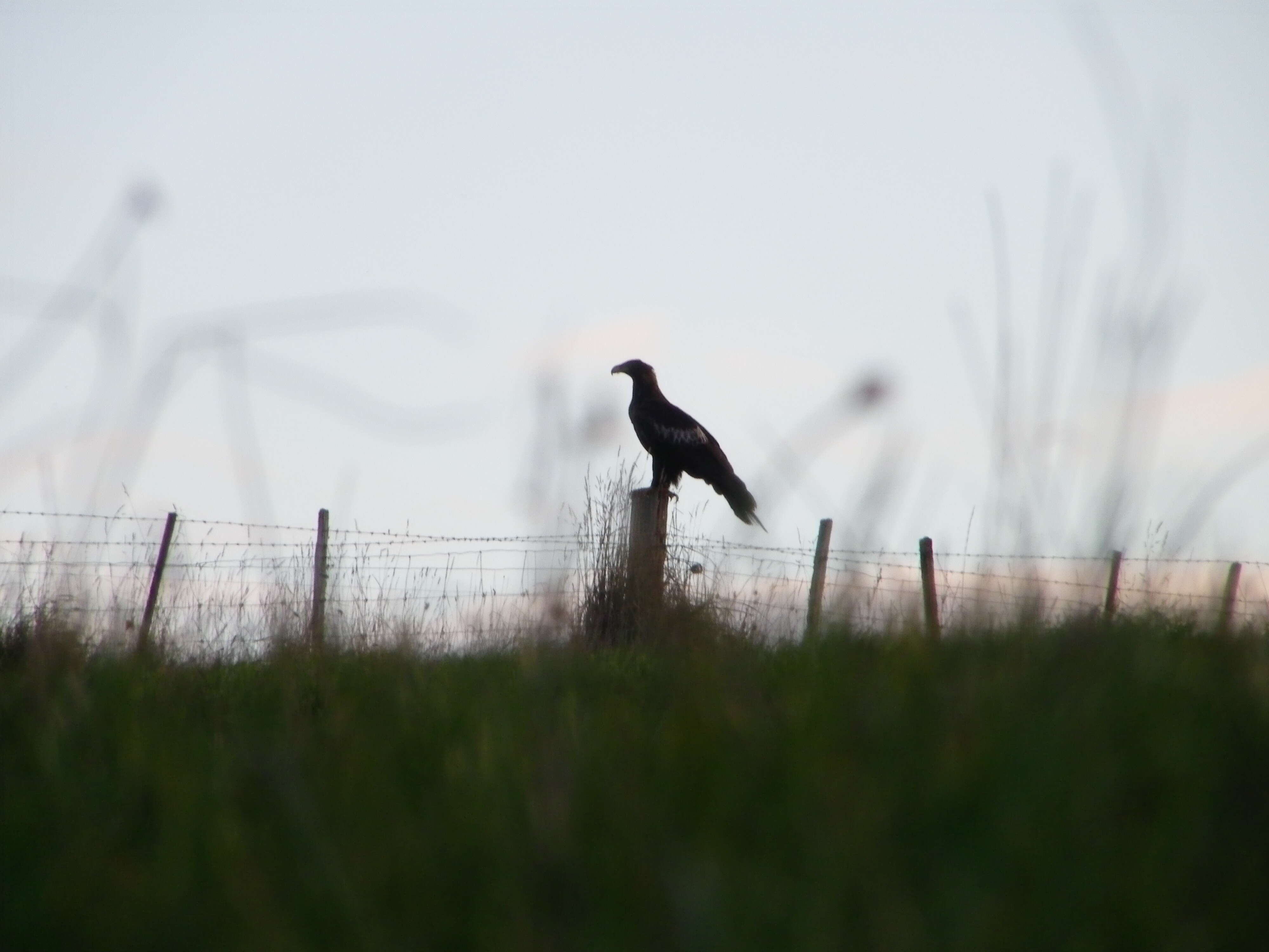 Image of Wedge-tailed Eagle