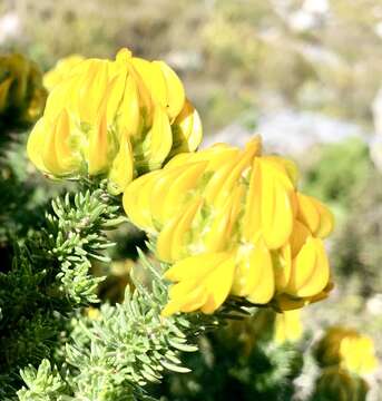 Image of Aspalathus capitata L.