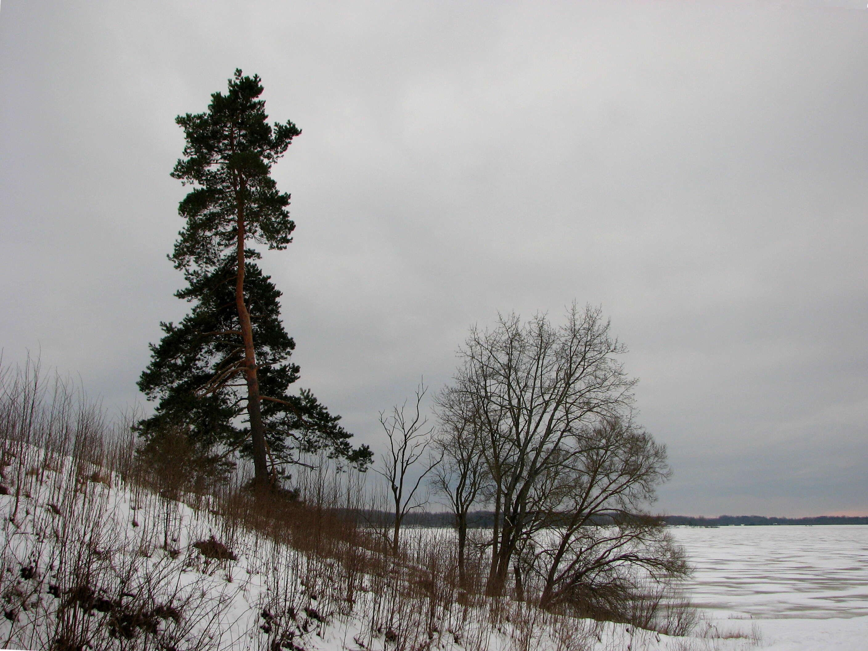 Image of Scotch Pine