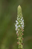 Image of Satyrium crassicaule Rendle