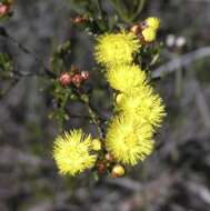 Image de Verticordia chrysanthella A. S. George