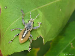 Image of Naupactus glaucus Perty 1832