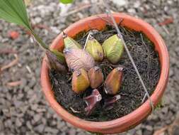 Image of Bifrenaria vitellina (Lindl.) Lindl.