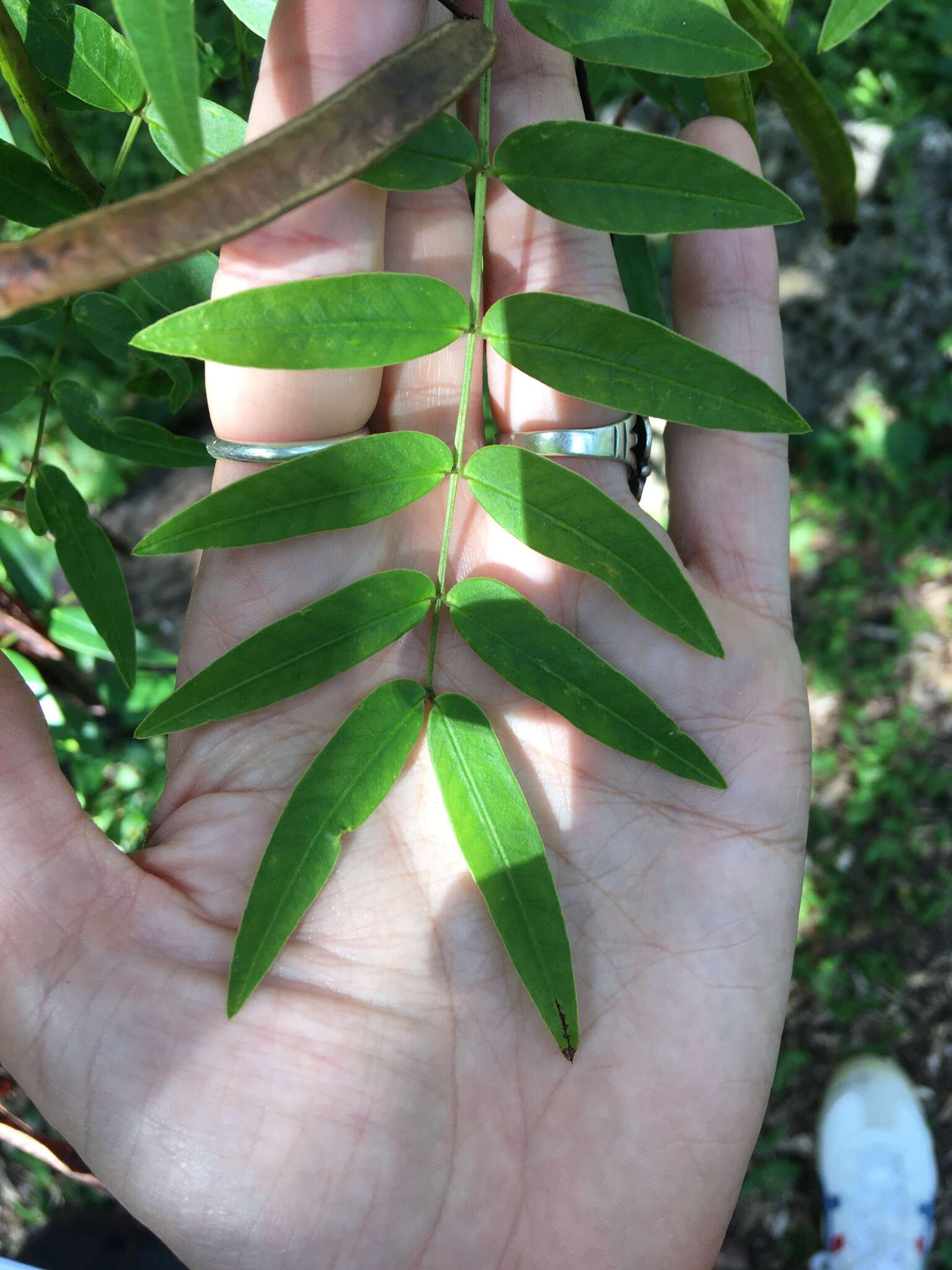 Image of privet senna