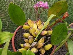 Image of Bifrenaria tyrianthina (Lodd. ex Loudon) Rchb. fil.