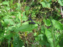 Image of Tenthredo bifasciata bifasciata