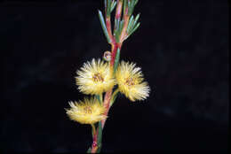 Image of Verticordia grandiflora Endl.