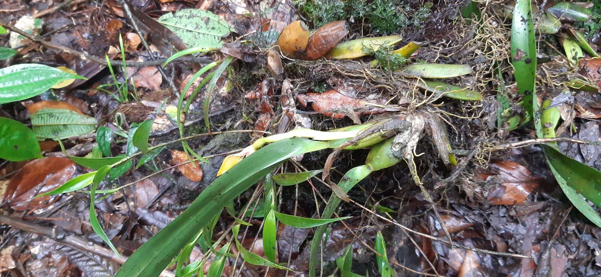 Image of Maxillaria praestans Rchb. fil.