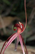 Image de Caladenia concolor Fitzg.