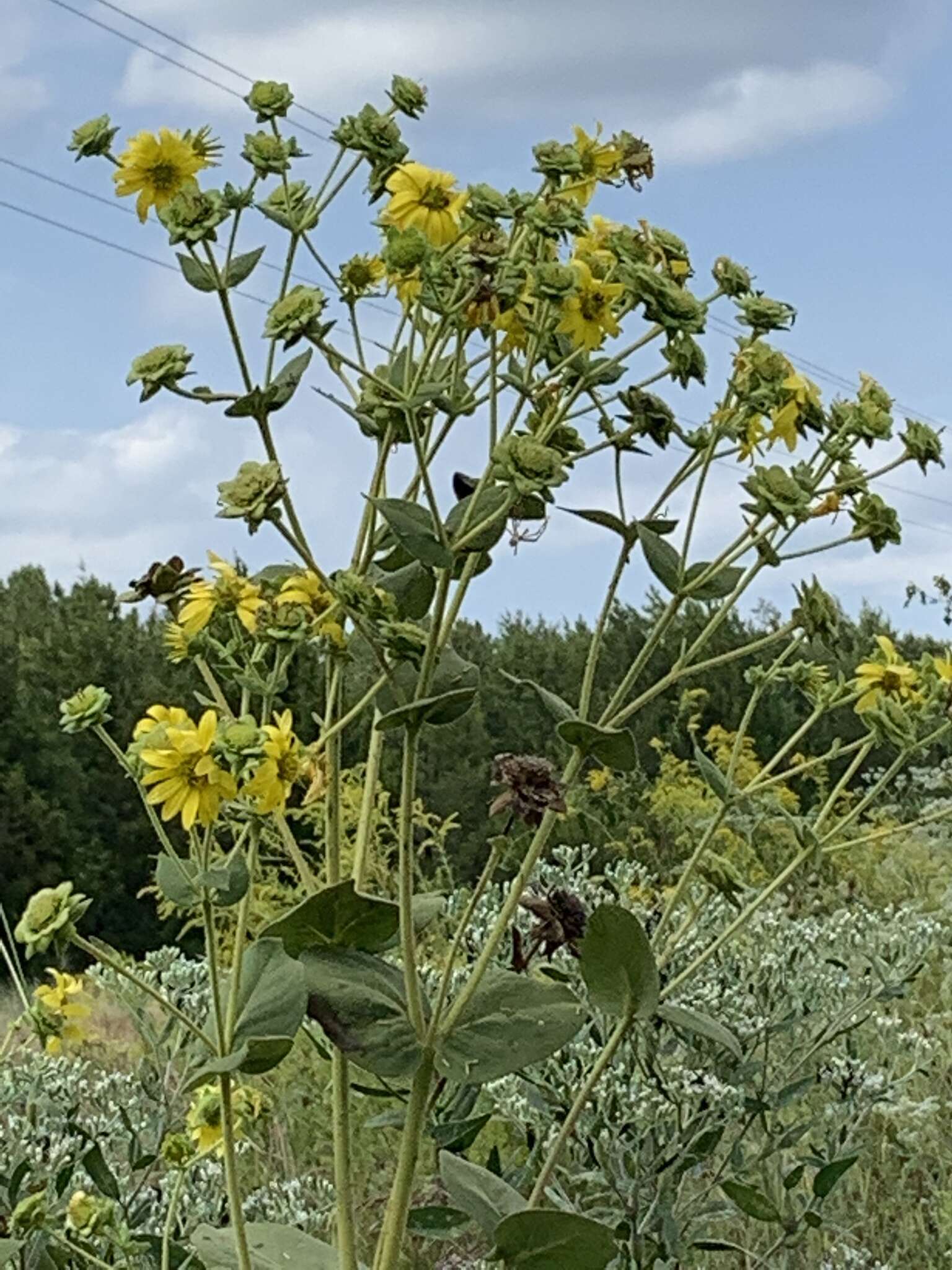 Image of Old Cahaba rosinweed