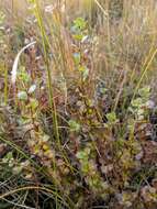 Image of Newfoundland dwarf birch