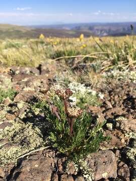 Image of Baker's alpineparsley