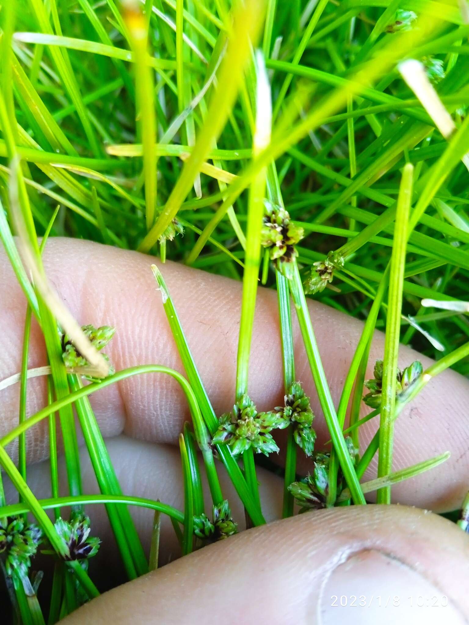 Image of Isolepis praetextata (Edgar) Soják