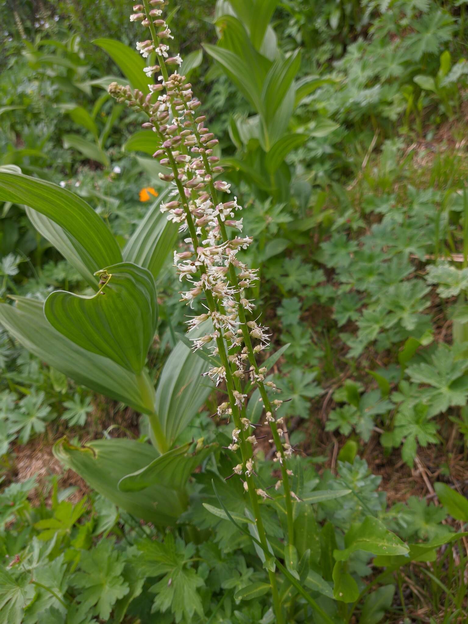 Imagem de Macropodium nivale (Pall.) W. T. Aiton