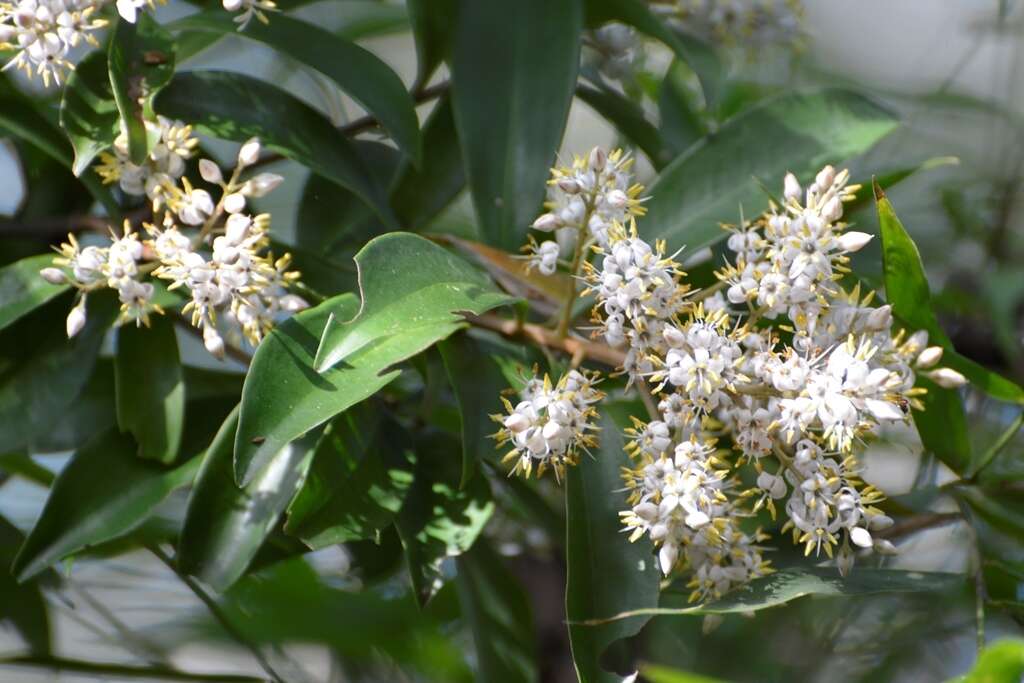 Слика од Ardisia escallonioides Schiede & Deppe ex Schltdl. & Cham.