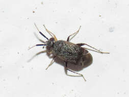 Image of Western Plant Bug