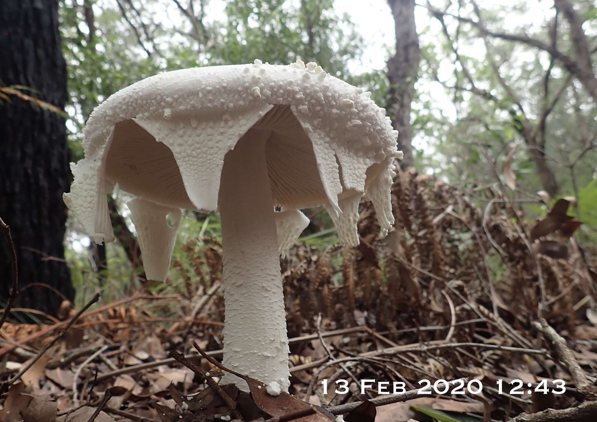 Image of Amanita pyramidifera D. A. Reid 1978