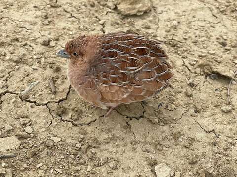 Image of Little Button-quail