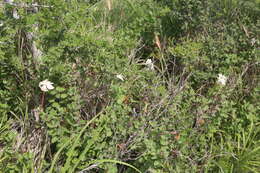 Image of plateau rocktrumpet