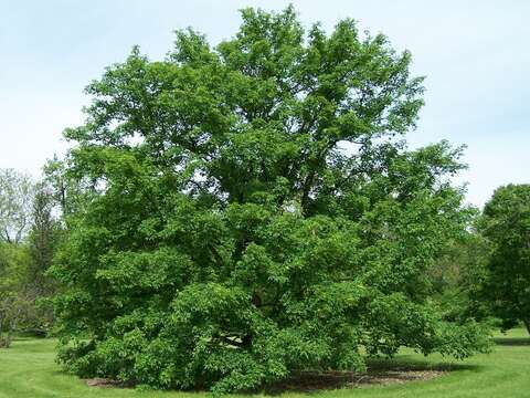 Image of Miyabe maple