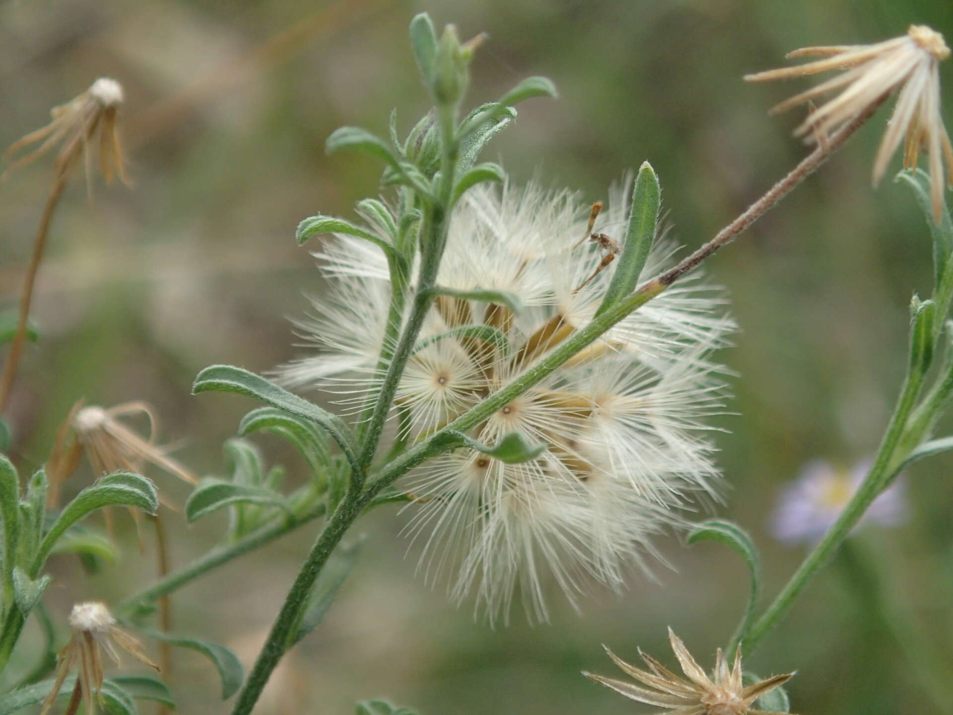 Image of Vittadinia cuneata DC.