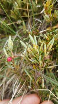 Image of Acrothamnus montanus (R. Br.) Quinn