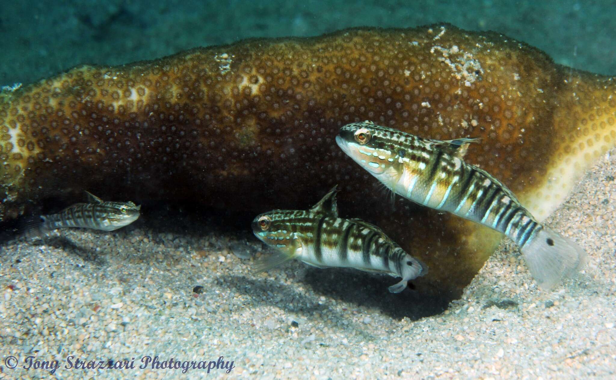 Слика од Amblygobius phalaena (Valenciennes 1837)