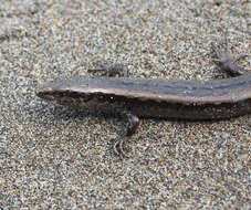 Image of Shore skink