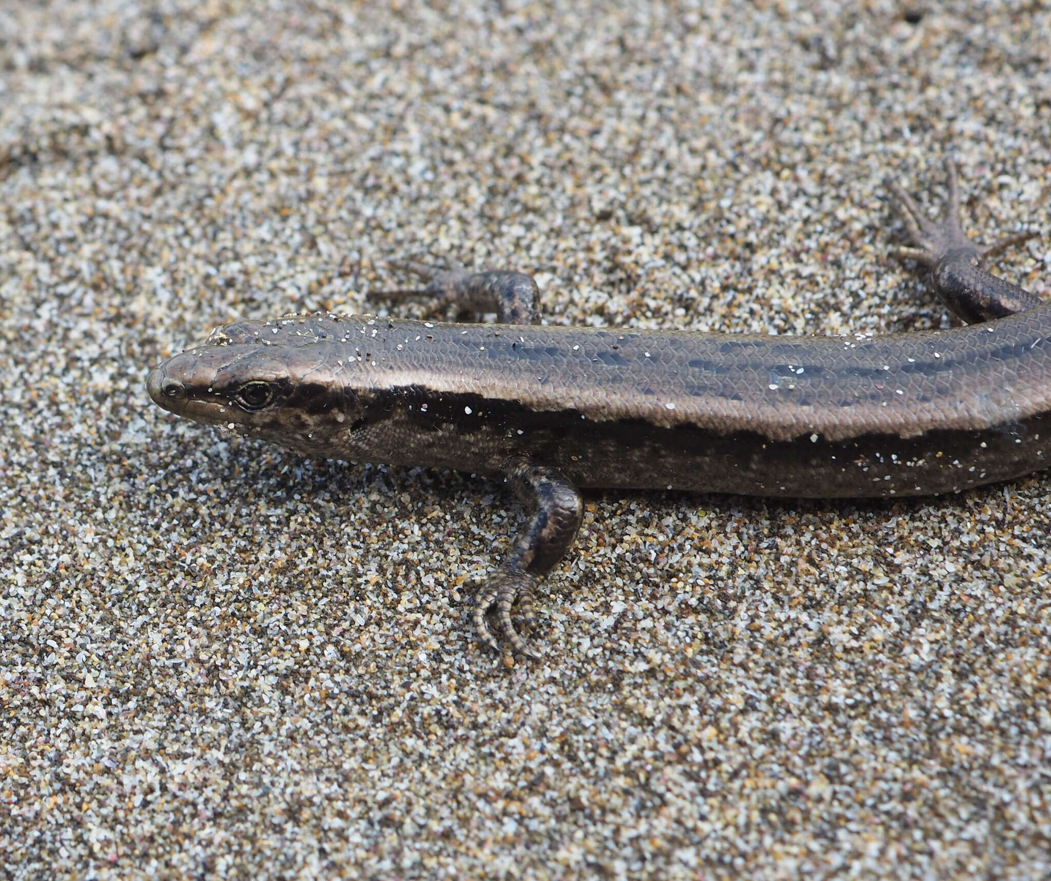 Image of Shore skink