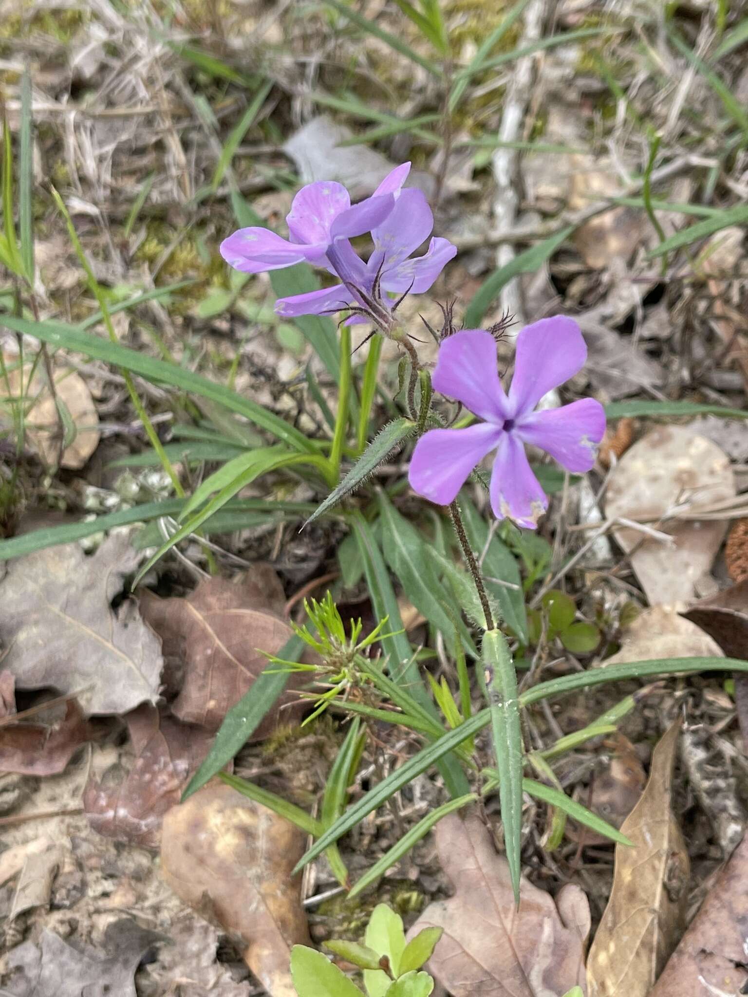 Sivun Phlox pilosa subsp. pilosa kuva