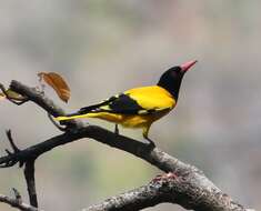 Image of Black-hooded Oriole