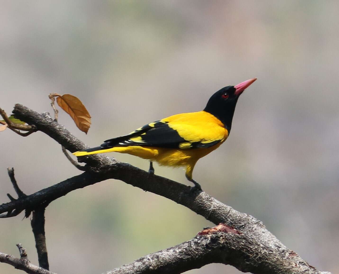 Image of Black-hooded Oriole