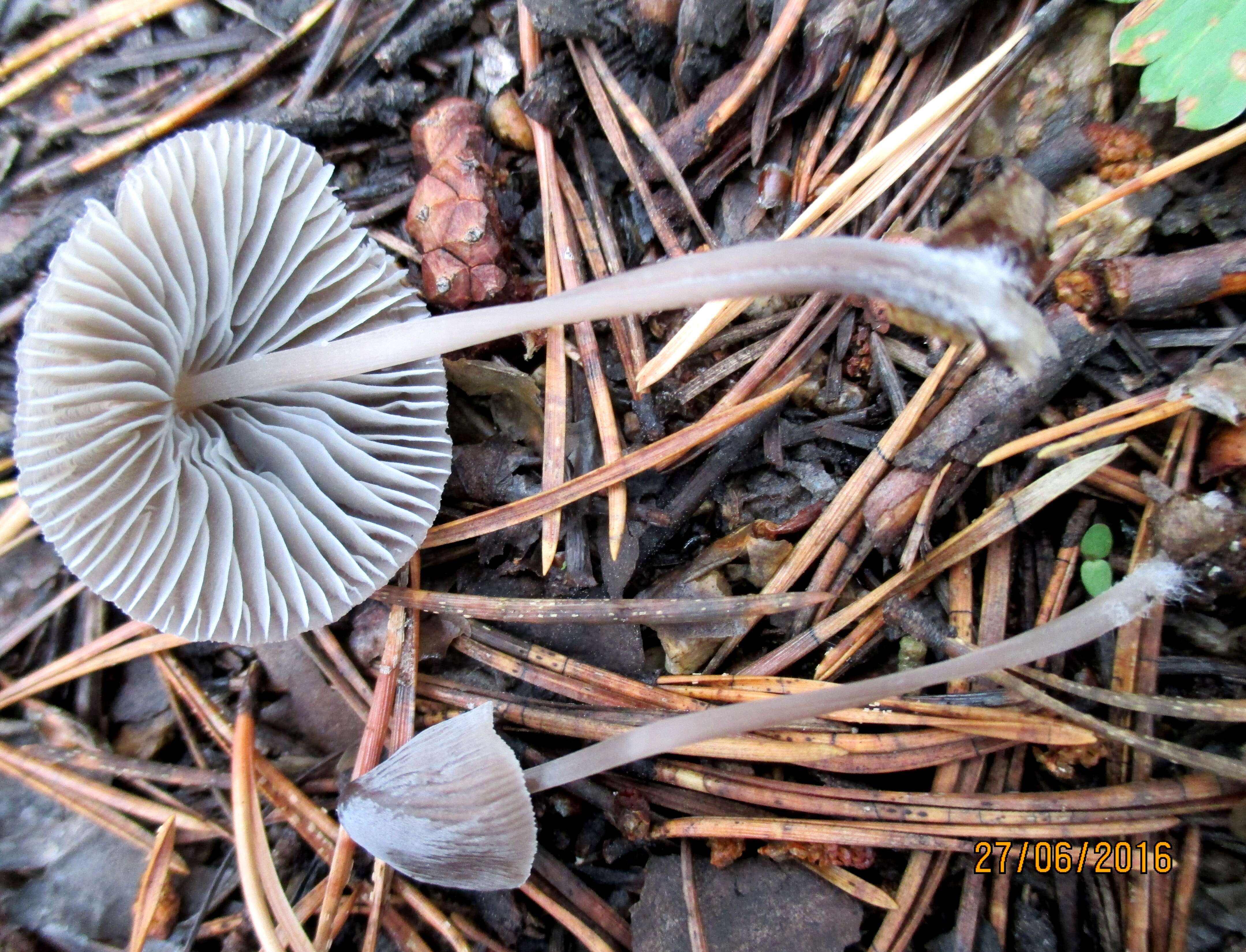 Слика од Mycena metata (Secr. ex Fr.) P. Kumm. 1871