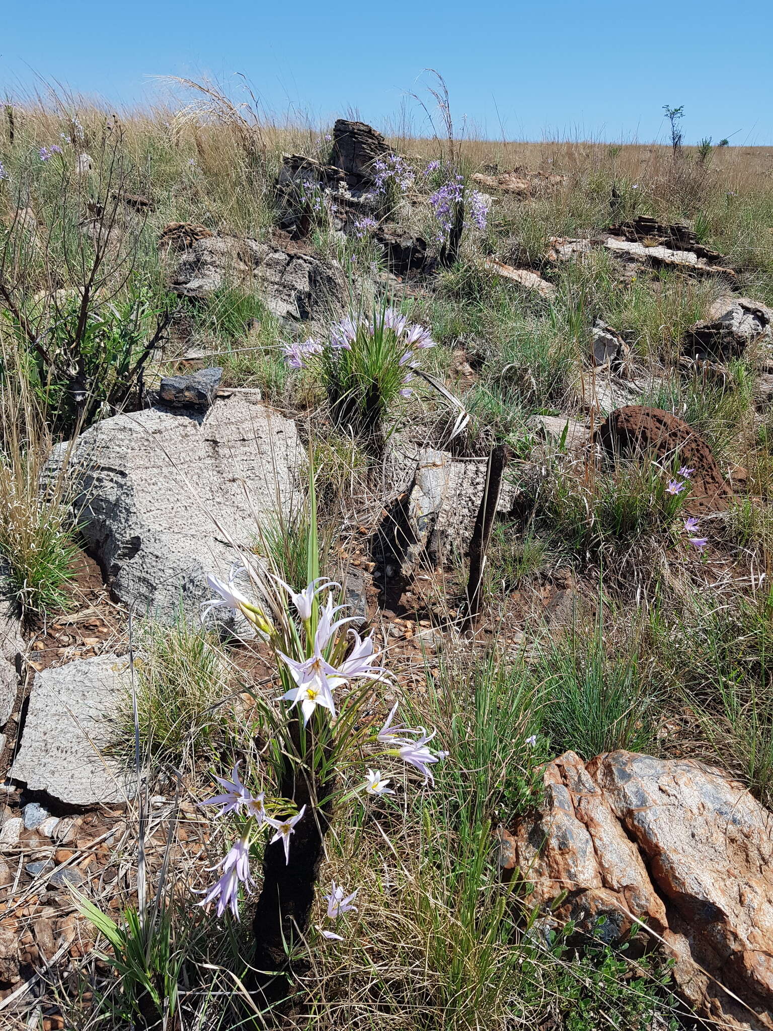 Image of Xerophyta retinervis var. retinervis