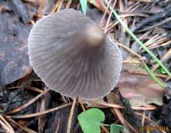 Слика од Mycena metata (Secr. ex Fr.) P. Kumm. 1871