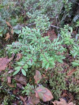 Image of Oregon boxleaf